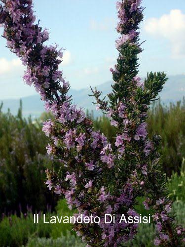 Rosmarino majorca pink vaso 18. Stupendo rosmarino particolarmente ricco di oli essenziali, il piu' profumato in commercio. Fioritura rosa da settembre a primavera nelle zone dove non gela. Resiste al freddo e alla siccità. Questo rosmarino cresce molto e ha una forma alta e ricadente è bello anche al centro di un giardino