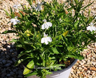 La Lobelia erinus bianca è una pianta annuale con fiori a campana di colore bianco luminoso. È spesso coltivata per scopi ornamentali in giardini e fioriere, aggiungendo un tocco di eleganza e freschezza ai paesaggi.