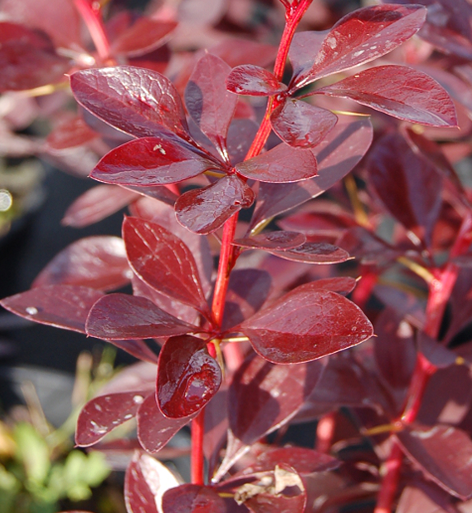 Berberis Thunbergii Red Rocket è un arbusto adatto anche per essere utilizzato come siepe, esposizione in sole o mezz'ombra, raggiunge un'altezza massima di 1 metro ed è caratterizzato da queste bellissime foglie rosse.