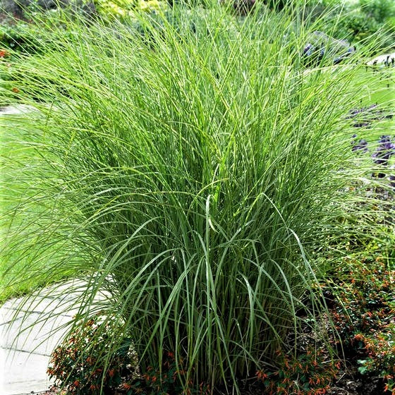 Miscanthus sinensis 'Morning Light' in vendita in vaso 18 cm,  è una graziosa varietà di erba ornamentale con fogliame lungo e stretto di colore verde chiaro, ornato da striature bianche o argentate. La pianta produce pannocchie di fiori leggeri in tonalità argentate o rosa pallido durante la tarda estate e l'inizio dell'autunno. Con un'altezza di circa 120-150 centimetri.