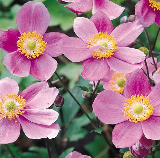 Vendita Anemone September Charm' è una pianta perenne apprezzata per la sua fioritura rosa-malva che si verifica principalmente nel mese di settembre. La pianta raggiunge un'altezza di circa 60-90 cm e presenta foglie verdi scure lobate. Il fogliame è persistente, fornendo un aspetto decorativo anche dopo la fioritura. 'September Charm' prospera in luoghi soleggiati o parzialmente ombreggiati con terreno ben drenato e richiede poca manutenzione. È ideale per giardini perenni, aiuole miste e bordure.