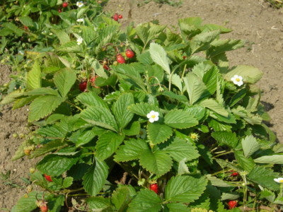 Wild strawberries