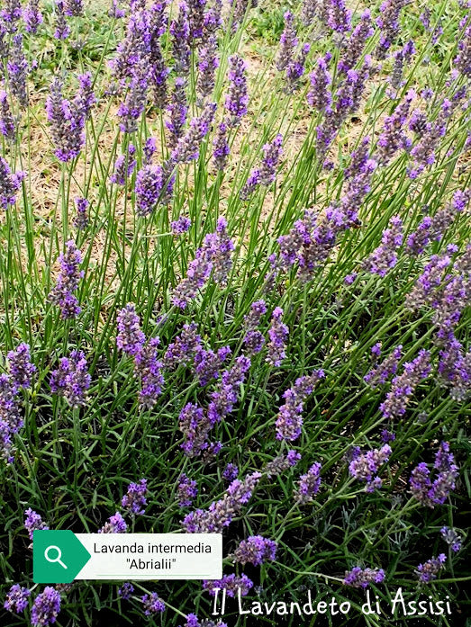 Lavanda intermedia "Abrialis" di 2 anni  Come tutte le lavande pernne e sempreverde. Resiste alla siccità e al gelo. Vive bene sia in vaso che in giardino.   Lavanda intermedia piu' bassa delle altre intemedie Alt. 70 cm in piena fioritura  Fioritura dai primi di luglio. Colore viola. Profumata