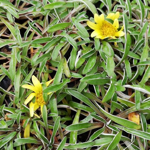 La Dymondia margaretae è una tappezzante utilizzata come ottima alternativa al prato. Sul finire della primavera produce piccoli fiori gialli, ama l'esposizione soleggiata e i terreni ben drenati.