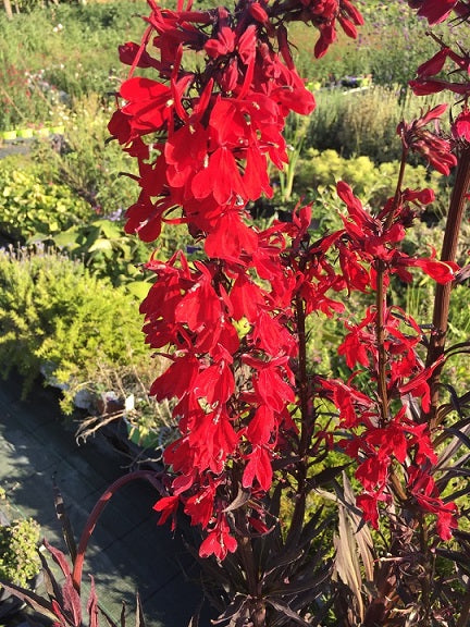 Vendita Lobelia Fan Scarlet in vaso 14 cm,  è una varietà di lobelia annuale con fiori di un vibrante colore scarlatto. È una pianta ideale per aggiungere un tocco di colore rosso brillante ai giardini e alle composizioni floreali.