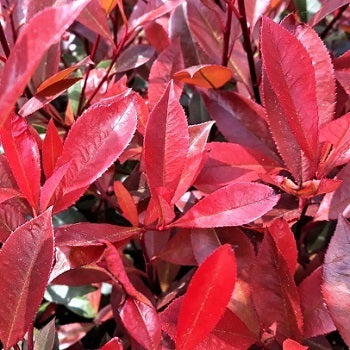 Photinia vaso 18