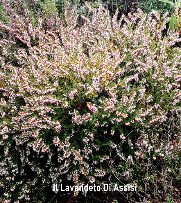 Erica carnea white flower