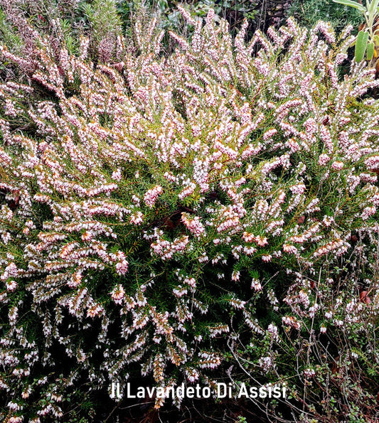 Erica carnea fiore bianco