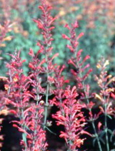 Agastache blue fortune, pianta erbacea perenne, con spighe verticali blu cobalto profumate di anice e menta. Fiorisce luglio agosto e settembre.    Agastache blue fortune vaso 12