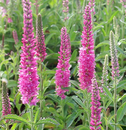 La Veronica spicata 'Rosea' è una pianta perenne che raggiunge un'altezza di circa 30-60 centimetri. I suoi fiori, di un delicato colore rosa, si presentano in spighe allungate, creando un aspetto elegante nel giardino. Il fogliame lanceolato di colore verde fornisce un bel contrasto ai fiori. Adatta a climi temperati, questa Veronica fiorisce durante la primavera e l'estate, aggiungendo colore e interesse al giardino.