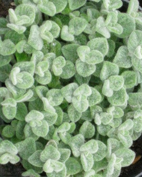 L'origano di Creta (Origanum dictamnus) è una pianta perenne originaria della regione di Creta, in Grecia. Caratterizzato da foglie piccole e pelose di colore verde scuro, emana un aroma intenso e ha un sapore speziato. I fiori possono variare da bianco a rosa e crescono in gruppi sulla cima dei fusti. Con una crescita di circa 20-30 centimetri, l'origano di Creta è amato per il suo utilizzo culinario, le presunte proprietà medicinali e la resistenza in climi caldi e secchi.