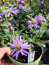 Aster frikartii monch. Aster con lunga fioritura da giugno a ottobre/ novembre fiore azzurro altezza 60 cm. Pianta rustica resiste al freddo al caldo e alla siccità. Vaso 14