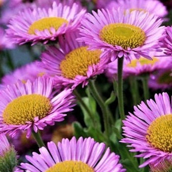 L'Erigeron glaucus è una pianta perenne dal fogliame verde-grigio e fiori delicati di colore rosa o lavanda. È noto per la sua resistenza e la capacità di prosperare in condizioni costiere.