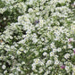 Aster bianco, piana perenne molto robusta, resistente al gelo alla siccità, al caldo, gli aster sono piante a bassissima manutenzione e con fioriture bellissime.  Altezza 80/100 cm in piena fioritura, fioritura a settembre e ottobre   Spedizione da novembre potati.