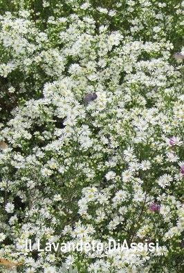 Aster bianco, piana perenne molto robusta, resistente al gelo alla siccità, al caldo, gli aster sono piante a bassissima manutenzione e con fioriture bellissime.  Altezza 80/100 cm in piena fioritura, fioritura a settembre e ottobre   Spedizione da novembre potati.