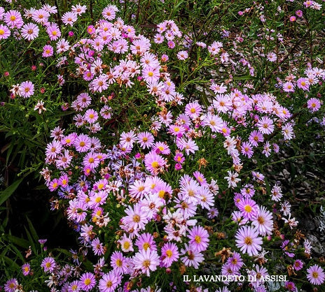 Aster novi belgii rosato