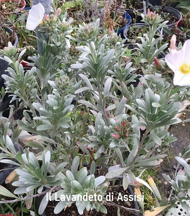 Convolvulus cneorum vaso 18 cm di diametro sono degli arbusti, che raggiungono un' altezza massima di un metro circa, amano l'esposizione al sole e fioriscono in primavera con dei bellissimi fiori bianchi...