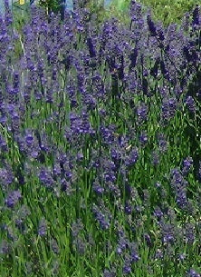 Lavanda intermedia "Impress Purple"