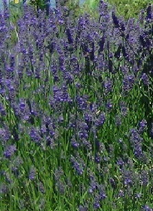 Intermediate Lavender 'Impress Purple'