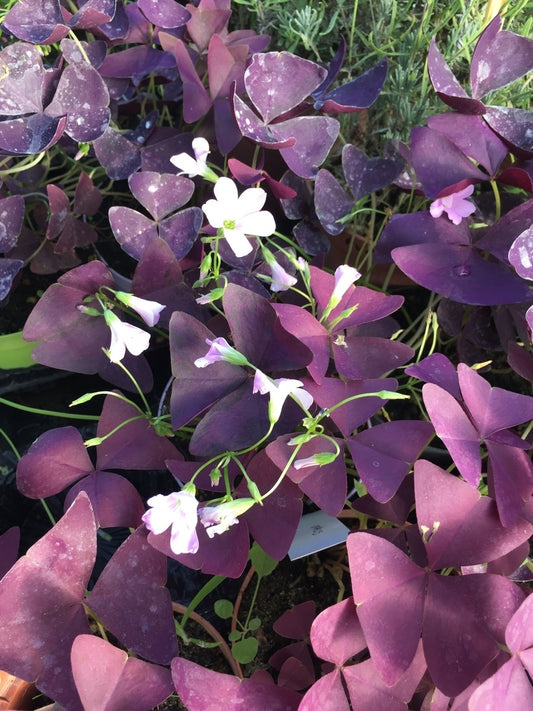 L'Oxalis triangularis in vendita in vaso 14 com, caratterizzato da foglie a forma di cuore o triangolari di colore verde scuro o viola intenso, questa pianta produce piccoli fiori bianchi, durante la fioritura. Si distingue per la chiusura notturna delle foglie. Adatta a condizioni di luce parziale, richiede un'irrigazione moderata e si propaga facilmente attraverso i bulbi. Spesso coltivato come pianta ornamentale in giardino.