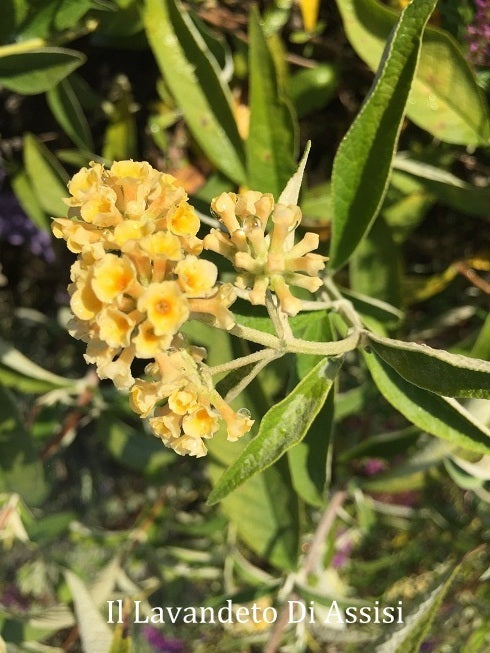 Buddleja x weyeriana Sungold-Buddleia gialla