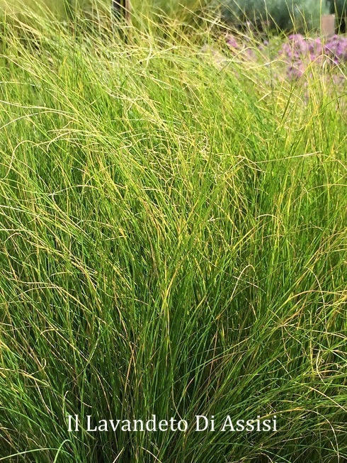  Stipa tenuissima, conosciuta anche come "erba dei capelli", è una pianta erbacea perenne appartenente alla famiglia delle Poaceae. Caratterizzata da foglie sottili simili a fili, forma ciuffi leggeri e delicati che conferiscono un aspetto ornamentale. Può raggiungere un'altezza di 60-90 centimetri e viene spesso utilizzata in giardini ornamentali per la sua eleganza e la capacità di muoversi con la brezza. Predilige suoli ben drenati e esposizioni soleggiate.