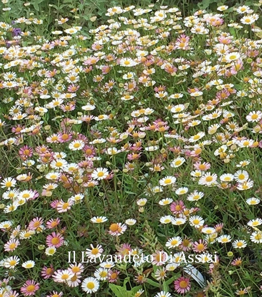 Erigeron karvinskianus, comunemente conosciuto come margheritina messicana, è una pianta erbacea perenne originaria del Messico. Cresce fino a una altezza di circa 20-40 centimetri e presenta fiori piccoli, simili a margherite, che cambiano colore durante la fioritura, passando da bianco a rosa e violetto. Le foglie sono verdi, lanceolate e leggermente pelose. Questa pianta è ampiamente utilizzata come copertura del terreno o in giardini rocciosi per la sua fioritura prolungata e la sua resistenza.