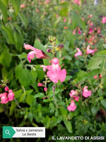 Salvia x Jamensis La Siesta in vendita in vaso 14 cm, è un cespuglio perenne con lunghe fioriture rosa salmone, resistente al caldo, alla siccità e al gelo.   Esposizione pieno sole o mezz' ombra, sopporta periodi di siccità, rustica -12°C.. Altezza e 50-70 cm.