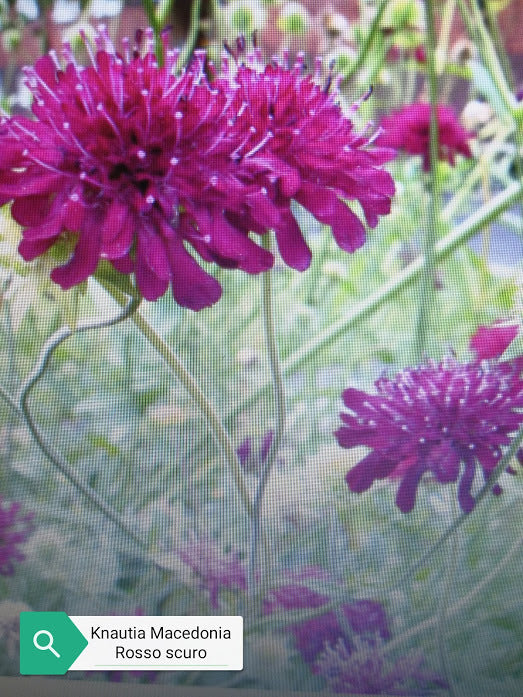 La Knautia macedonica, è una pianta perenne originaria delle regioni balcaniche. Cresce fino a un'altezza di circa 60-90 cm e produce eleganti fiori di colore rosso porpora riuniti in capolini terminali. Questi fiori sono molto attraenti per le api e le farfalle, rendendo la pianta una scelta popolare nei giardini per attirare la fauna selvatica. La Knautia macedonica è resistente e richiede poco mantenimento, fiorisce durante l'estate e aggiunge un tocco di colore e vita a bordure e aiuole.