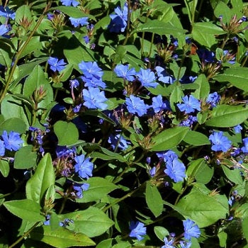 Ceratostigma willmottianum, pianta perenne con piccoli fiori blu intenso e foglie verdi che in autunno assumono tonalità rossastre, coltivata in vaso o in giardino come arbusto ornamentale