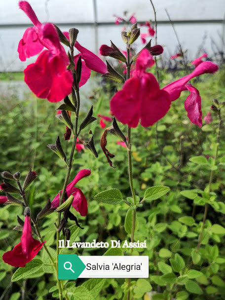 La Salvia 'Alegria' è una varietà di salvia con un'eccezionale abbondanza di fiori dai toni vivaci. Le sue lunghe spighe verticali sono cariche di fiori tubolari e vistosi, che variano dal rosso al rosa e al viola. Questa pianta è nota per la sua resistenza e il suo aspetto vivace, rendendola una scelta popolare per giardini e aiuole.