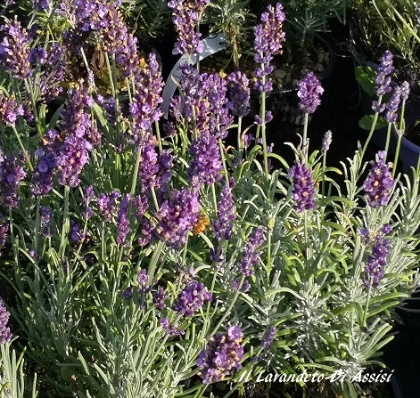 La Lavandula angustifolia 'Anne' è una varietà di lavanda con una caratteristica distintiva grazie ai suoi fiori di un delicato colore viola intenso. Questa pianta emana un profumo aromatico classico di lavanda ed è ampiamente apprezzata sia per le sue proprietà aromatiche che ornamentali. 'Anne' è conosciuta per la sua resistenza e adatta per la coltivazione in giardini, bordure o vasi, dove attira insetti benefici come api e farfalle.