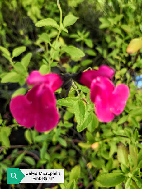 La Salvia microphylla 'Pink Blush' è una varietà di salvia caratterizzata da fiori tubolari di un delicato colore rosa, conferendo un aspetto arrossato o "blush" al giardino. Con foglie piccole e verde scuro, questa pianta arbustiva raggiunge un'altezza di circa 60-90 cm. Resistente e facile da coltivare, è adatta per aiuole, bordure e giardini rocciosi, attraendo colibrì e farfalle con la sua fioritura decorativa.