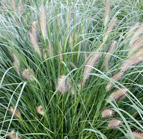 Pennisetum 'Japonicum' in vendita in Vaso 18.  è una graminacea che ama l'espozione soleggiata, può raggiungere un'altezza massima di 140 cm, e fiorisce da Agosto a Novembre con delle pannocchie panna.