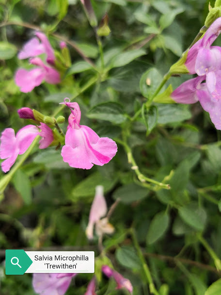 Vendita Salvia Trewithen in vaso 14 è una pianta perenne a forma di piccolo cespuglio con foglie ovali verde semi-persistenti e molto profumate. Fiori tra il viola e il fuxia da maggio a novembre.