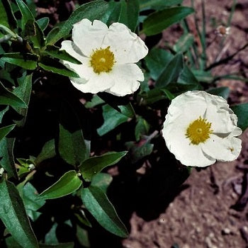 Cistus Laurifolius è un arbusto sempreverde che fiorisce a maggio e giugno con dei fiori di colore bianco; ama l'esposizione soleggiata ed è molto resistente sia alla alte che alle basse temperature.