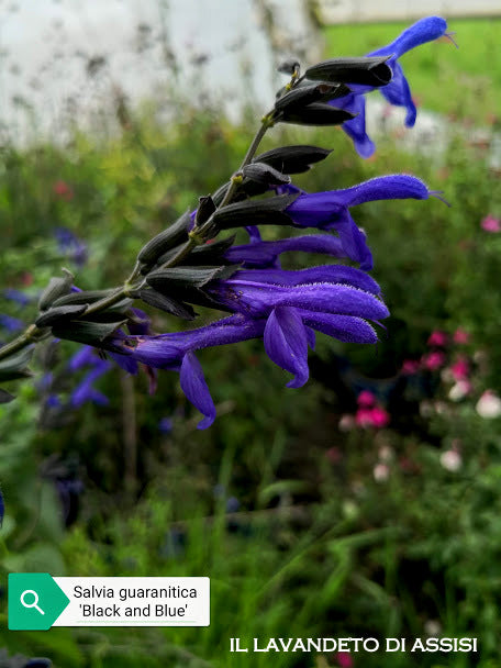 Vendita Salvia guaranitica 'Black and Blue' in vaso 14 cm, è una varietà di salvia notevole per i suoi fiori di colore blu intenso accostati a calici di colore nero. Questa pianta erbacea perenne, robusta e attraente, può raggiungere altezze significative. Le foglie sono di colore verde scuro e la fioritura avviene durante la primavera e l'estate. La 'Black and Blue' è ampiamente coltivata per il suo impatto visivo e la capacità di attirare colibrì e farfalle nei giardini.