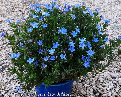 La Lithodora diffusa è una pianta tappezzante perenne con fiori blu vivaci. Le sue foglie sono verdi scure e leggermente pelose. È ideale per coprire il terreno in giardini rocciosi e bordure grazie alla sua fioritura vivace.