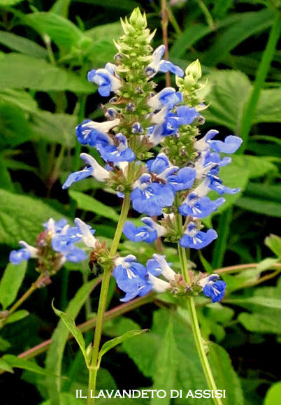 Salvia Uliginosa