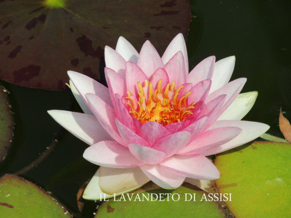 Light pink water lily