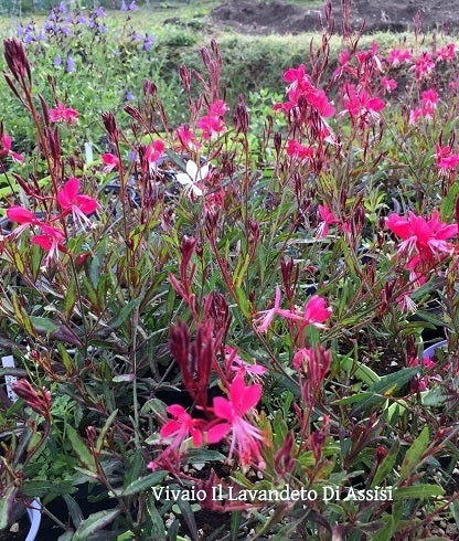 Vendita Gaura lindheimeri 'Rosita' in vaso 14 cm,  è una varietà di pianta ornamentale con fiori di colore rosa delicato. Sparisce in inverno e rimette le foglie in primavera