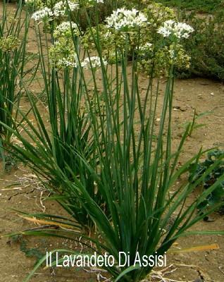 Erba aglina vaso diametro 14 cm è una pianta aromatica perenne,  ha un forte odore di aglio come esposizione preferisce Sole il fiore è bianco il suo periodo di fioritura è Aprile - Maggio Erba aglina - allium tuberosum