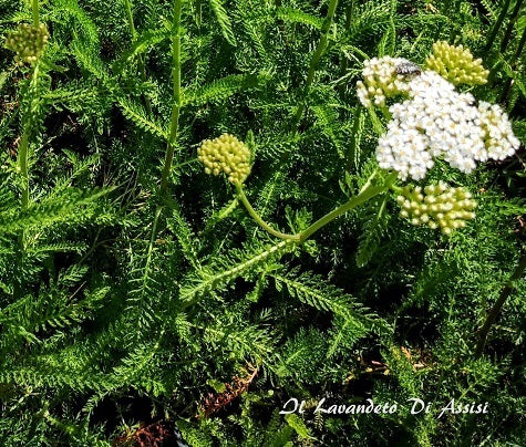 Achillea millefolium schneetaler bianco, è una pianta perenne che ama stare al sole, Il periodo di fioritura va da Giugno a Settembre vaso 14 cm