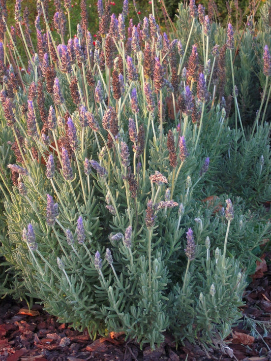 La Lavanda dentata inglese 'Candicans' è una varietà di lavanda con foglie argentate dentellate e fiori blu-viola profumati. Questa pianta è ampiamente coltivata per il suo aspetto ornamentale e il suo aroma rilassante. È adatta per giardini, bordure, vasi e ha la capacità di attrarre api e farfalle, contribuendo alla biodiversità del giardino.