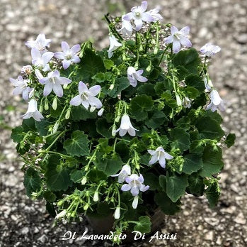 Campanula carpatica  a fiore bianco/azzurro chiaro. Bellissima piantina perenne tappezzante e rustica, fiorisce in primavera è sempreverde con foglioline piccole e graziose. Sopporta il gelo e il caldo.  vaso 12