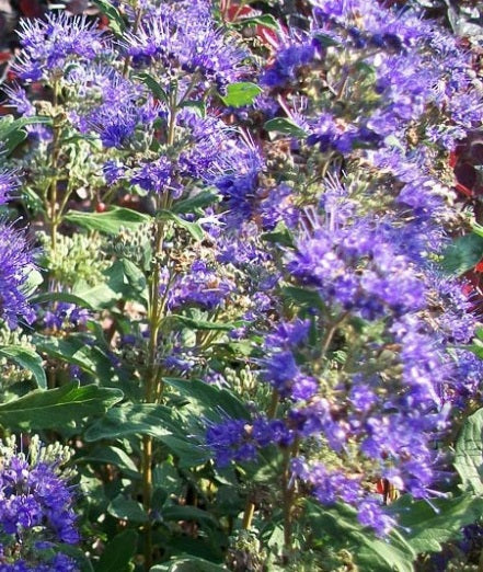 Caryopteris è una pianta arbustiva perenne, molto resistente e facile da coltivare, ama stare al sole e fiorisce con dei bellissimi fiori blu alla fine dell'estate; in inverno perde le foglie per rimetterle in primavera.