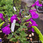 Vendita Salvia viola di Milano in vaso 14 è una salvia ornamentale microphylla di colore viola e piccola altezza circa 30 cm Fiorisce da aprile a novembre e sopporta bene il freddo fino a -8 gradi.