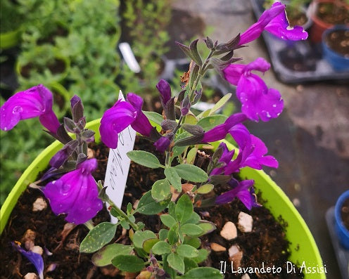 Vendita Salvia viola di Milano in vaso 14 è una salvia ornamentale microphylla di colore viola e piccola altezza circa 30 cm Fiorisce da aprile a novembre e sopporta bene il freddo fino a -8 gradi.