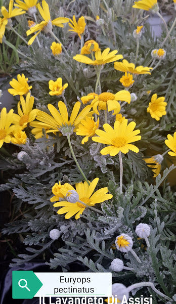 Euryops pectinatus in vendita, noto anche come resina di margherita, è una pianta perenne originario del Sudafrica. È amato per i suoi fiori gialli brillanti e la sua resistenza alle condizioni ambientali difficili, rendendolo una scelta popolare per il paesaggismo ornamentale in climi caldi e mediterranei.