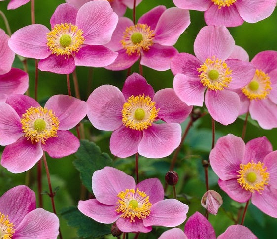 Anemone hupehensis 'Praecox' in vendita in Vaso 14, è una pianta erbacea perenne che è adatta in un'esposizione in mezz'ombra; fiorisce da Agosto fino ad Ottobre con dei fiori di colore rosa. In Inverno perde le sue foglie per rimetterle in primavera. Praecox ama l'esposizione soleggiata ma può stare anche in mezz'ombra.